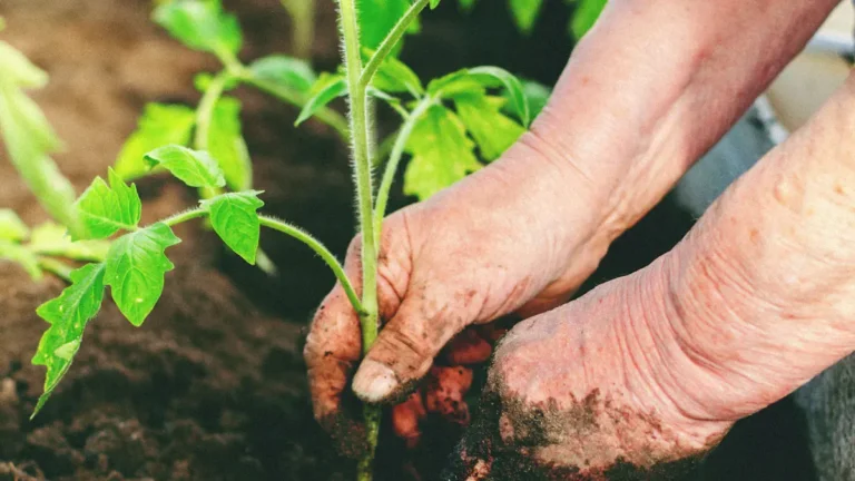 Activated Carbon For Agriculture