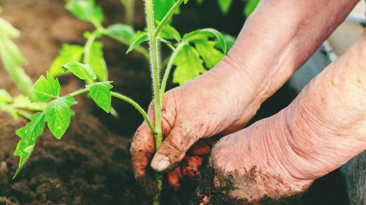 Activated Carbon For Agriculture