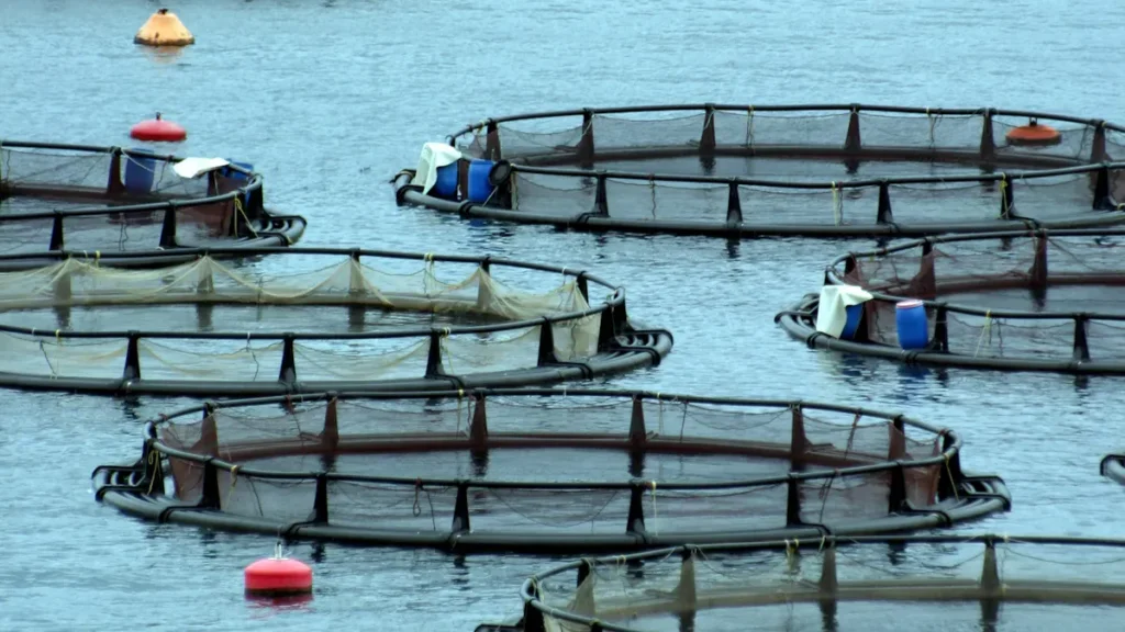 Activated Carbon For Aquaculture